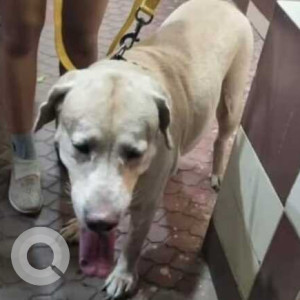 Found: White Male Labrador Dog from Malabar Hill-2
