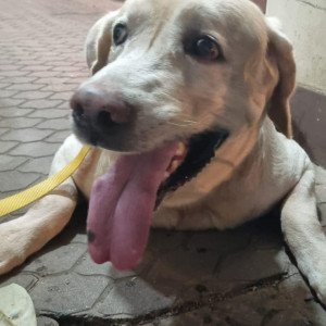 Found: White Male Labrador Dog from Malabar Hill police station