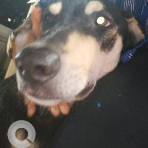 Black Male Indie Dog is Missing from Adinath avenue Nursing lane Malad west-2