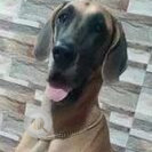 Missing: Brown Female Great Dane Dog from Chilkalguda, Secunderabad