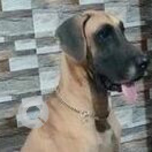 Missing: Brown Female Great Dane Dog from Chilkalguda, Secunderabad-2