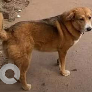 Missing: Brown Female Indie Dog from Mandrem-2