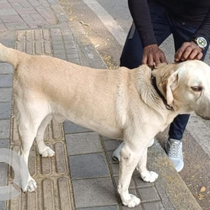 Found: White Male Labrador Dog from Shadal Bagh Darga, Bund Garden-2