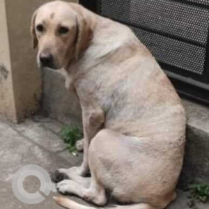 Found: White Female Labrador Dog from Christ the King Public School in Malleswaram