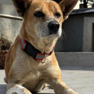 Missing: White-Brown Mix Female Indie Dog from Assaye road,  Ulsoor lake