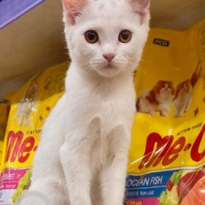 Missing: White Female Indie Cat from Sanjay nagar, Marathahalli, Bengaluru-2