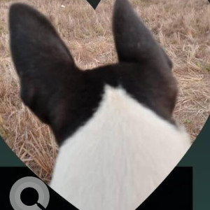 Missing: Black and White Male Indie Dog from Pedda, Benaulim-3