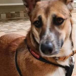 A Black and Brown German Shepherd Indie mix Dog Missing from Khadakwasla, Pune