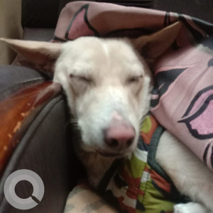 Found: Light Brown Male Indie Dog from Sector 5, Rohini-2