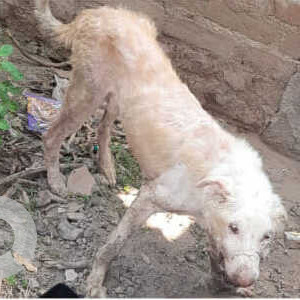 Missing: White Male Indie Dog from Gerugambakkam, Chennai