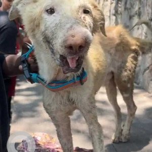 Missing: White Male Indie Dog from Gerugambakkam, Chennai-2