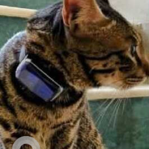 Missing: Black and Brown Male Indie Cat from Ayurvigyan Nagar, Niti Bagh, Gautam Nagar, Anand Lok area-2