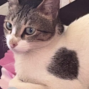 Missing: White and Grey Female Indie Cat from Mira Road near mtnl road , Sheetal Nagar