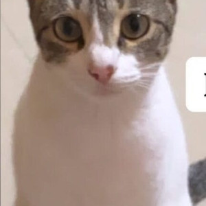 Missing: White and Grey Female Indie Cat from Mira Road near mtnl road , Sheetal Nagar-2