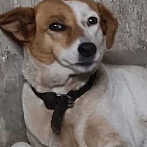 Missing: White-Brown Mix Female Indie Dog from Khorlim, Mapusa-2