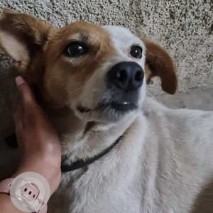 Missing: White-Brown Mix Female Indie Dog from Khorlim, Mapusa