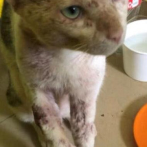 Missing: White-Brown Mix Male Indie Cat from Vagator, Petrol Pump-2