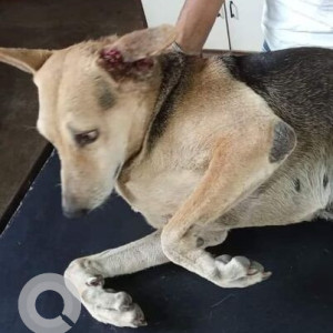 Missing: Black and Brown Female Indie Dog from Manjari or Hadapsar