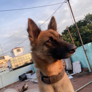 Missing: Black and Brown Male German Shepherd Indie (mix) Dog from Sithalapakkam Indian oil petrol bunk-2