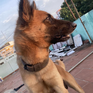 Missing: Black and Brown Male German Shepherd Indie (mix) Dog from Sithalapakkam Indian oil petrol bunk-3