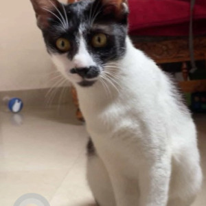 A Black and White Indie Cat Missing from BTM Layout, Bengaluru-3