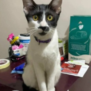 A Black and White Indie Cat Missing from BTM Layout, Bengaluru