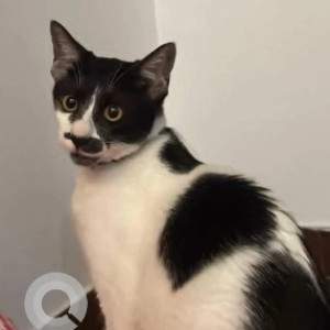 A Black and White Indie Cat Missing from BTM Layout, Bengaluru-2