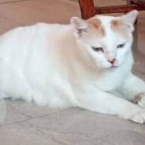 Missing: White Female Indie Cat from Clarion park Aundh