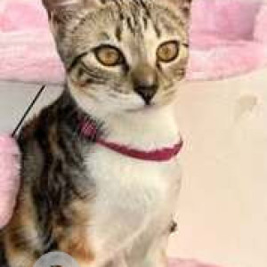 Missing: White and Grey Female Indie Cat from 4th floor, 17, Lajpat nagar 1-2