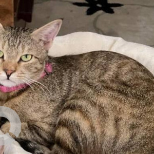 Black and Brown Female Indie Cat is Missing from Mangammana Palya HSR-2