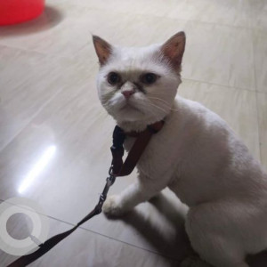 Missing: White Male Indie Cat from Masoba Mandir, Hadapsar
