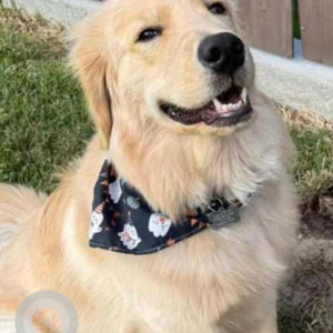 Missing: White Male Golden Retriever Dog from Metairie, Louisiana on Clearview Parkway