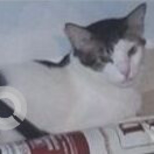 Missing: Black and White Male Indie Cat from Urbanrise SIITA  near DG area