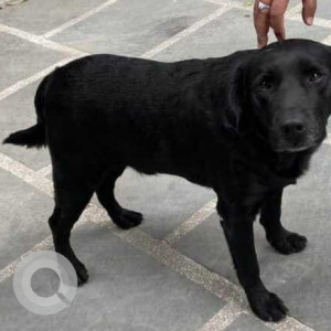 Missing: Black Male Labrador Dog from Nehru Colony, Fountain Chowk Dharampur-2