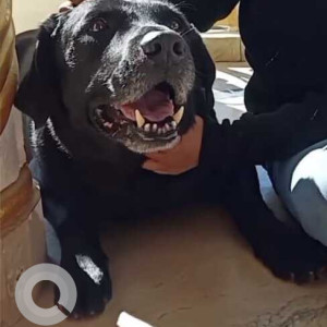 Missing: Black Male Labrador Dog from Nehru Colony, Fountain Chowk Dharampur-3