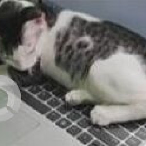 Missing: Black and White Male Indie Cat from Urbanrise SIITA  near DG area-4