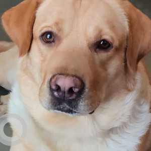 Missing: Brown Male Labrador Dog from Hotel Nivant, Tilekar Nagar, Kondhwa Budruk, behind ISKCON Temple-2