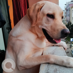 Missing: White Male Labrador Dog from Sanskriti International School, Kondapur, Hyderabad-2