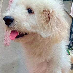 Missing: White Male Lasha Apsho Dog from Khaja Guda Hills Station-2