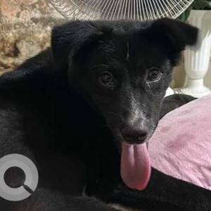 Missing: Black and White Male Spitz Dog from Khaprail Bazar (Jalibasti), Khopalasi, Siliguri, West Bengal