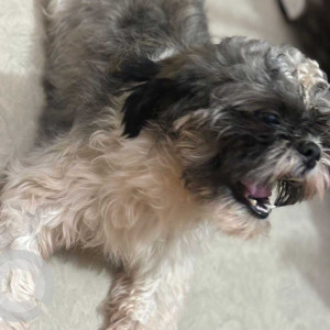 Missing: White and Grey Male Shih Tzu Dog from Sri Raghavendhra Nagar, 87 Vepampattu, Thiruvallur, Tamil Nadu-3