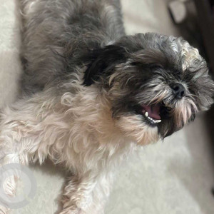 Missing: White and Grey Male Shih Tzu Dog from Sri Raghavendhra Nagar, 87 Vepampattu, Thiruvallur, Tamil Nadu
