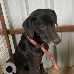 Missing: Black and White Male Indie Dog from Bhoomi Shelter in Kolwadi