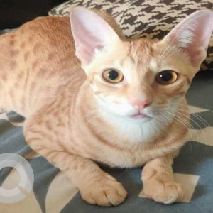 Missing: Orange Female Indie Cat from Khadakwasla near Forest View Hotel