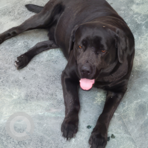 Missing: Black Male Labrador Dog from K3 Lane, DLF Phase 2, Gurgaon