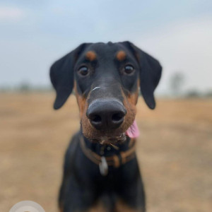 Missing: Black and Brown Male Doberman Dog from Arai, Tekdi