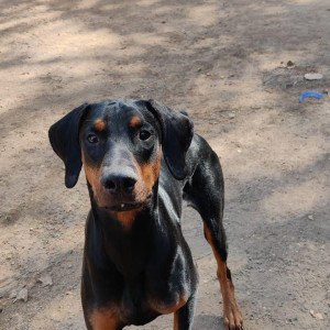 Missing: Black and Brown Male Doberman Dog from Arai, Tekdi-2