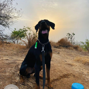 Missing: Black and Brown Male Doberman Dog from Arai, Tekdi-3