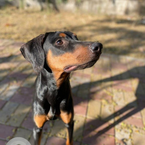 Missing: Black and Brown Male Doberman Dog from Arai, Tekdi-4