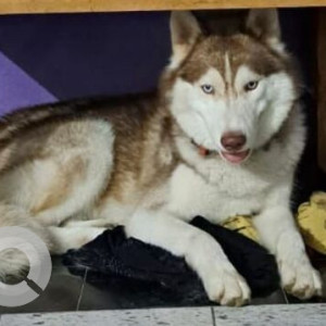 Missing: White-Brown Mix Male Husky Dog from Chennai-2